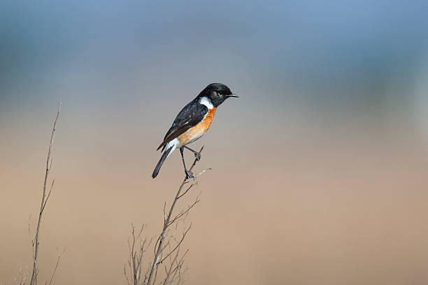 istock African stonechat (Saxicola torquatus), Gauteng, South Africa 2217504108