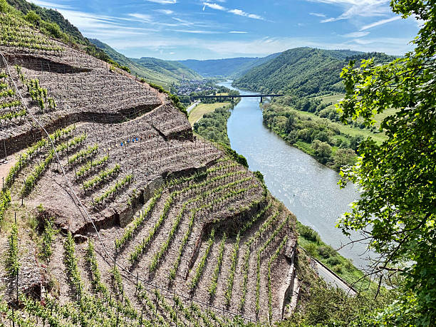 Steep vineyards at the river Mosel in Germany