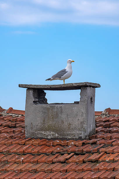 Seagull. Standing on old concrete chimney. Tiled roof.