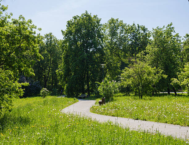 istock path between trees with green foliage in the park 2217510054