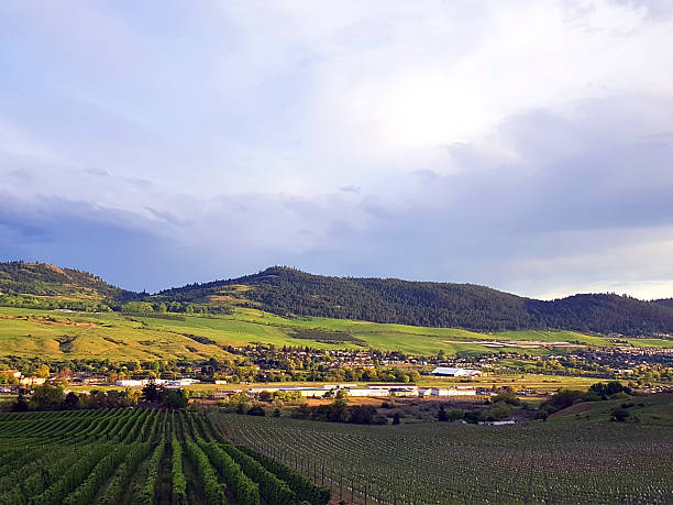 istock Orchards,Vineyard and Sunlight On The Vernon Airport 2217513120