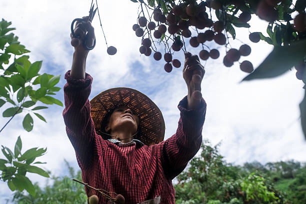 Older women picking fruits such as lychees and mangoes