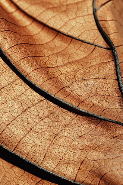 istock Autumn Dried leaf closeup at sunlight, macro trend, brown leaf as nature background. Fall aesthetic backdrop with natural veins texture of foliage, warm monochrome autumnal color, low depth of field 2217516583