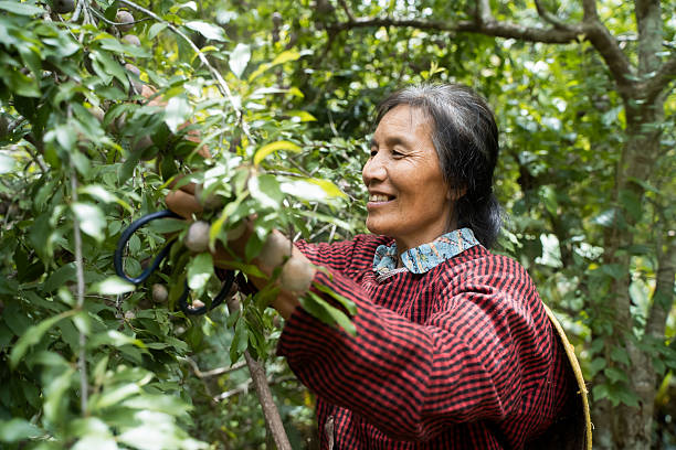 istock Old women picking fruits 2217516625