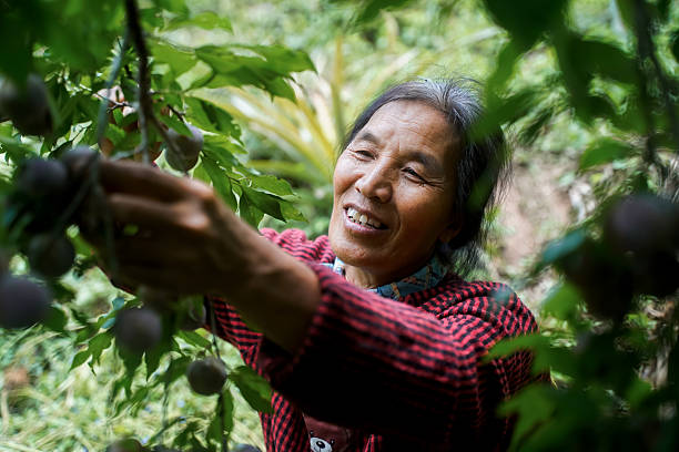 istock Old women picking fruits 2217516655