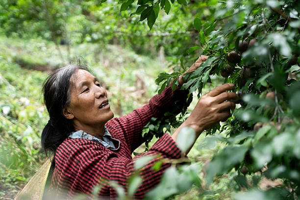 istock Old women picking fruits 2217516676
