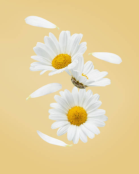 istock White daisies with petals falling on yellow isolated background, levitation 2217517917