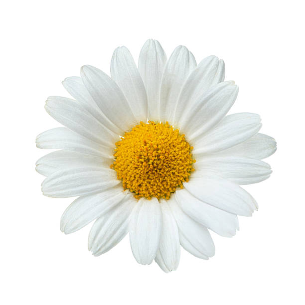 istock White daisies falling on white isolated background, levitation 2217518002