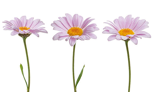istock Pink daisies falling on white isolated background, levitation 2217518140