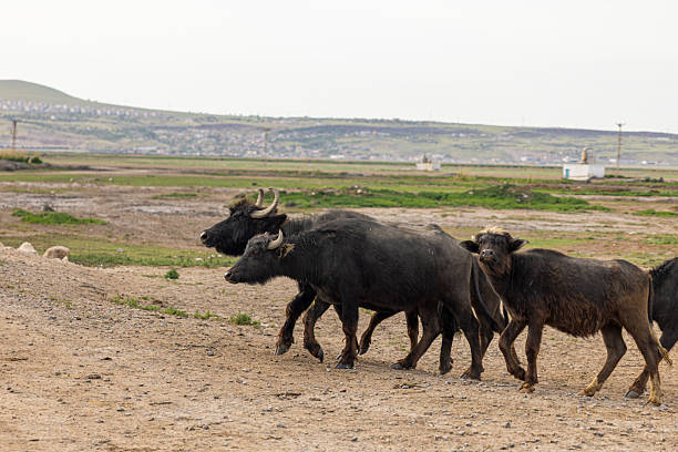 A herd of buffalo on the field
