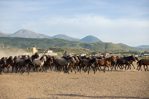 Wild horses running across the open steppe at sunset, kicking up dust clouds under a dramatic orange and red sky