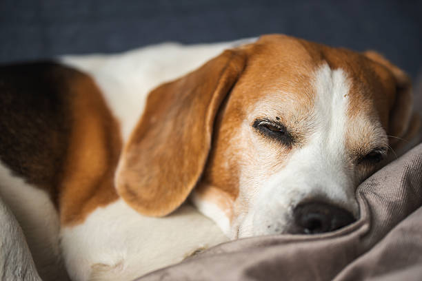 istock A Peaceful Beagle Dog Sleeping Comfortably and Contentedly on a Soft, Cozy Blanket in a Quiet Home Setting 2217519772