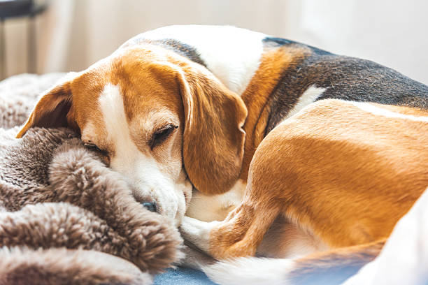 istock A Cozy Beagle Dog peacefully sleeping on a soft, warm blanket, looking adorable and content in its serene space 2217519781