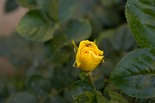 Yellow Rosebud with Insect on Petals
