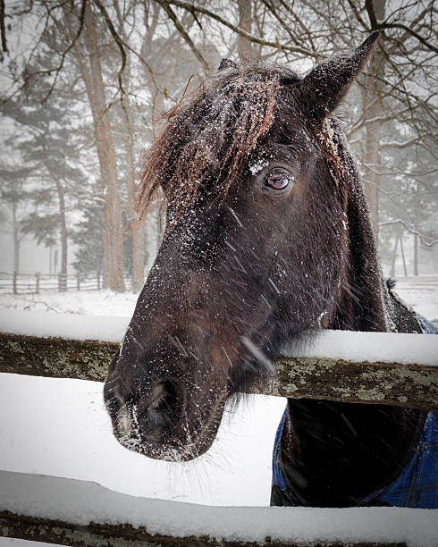 istock Horse in a Storm 3 2217520767