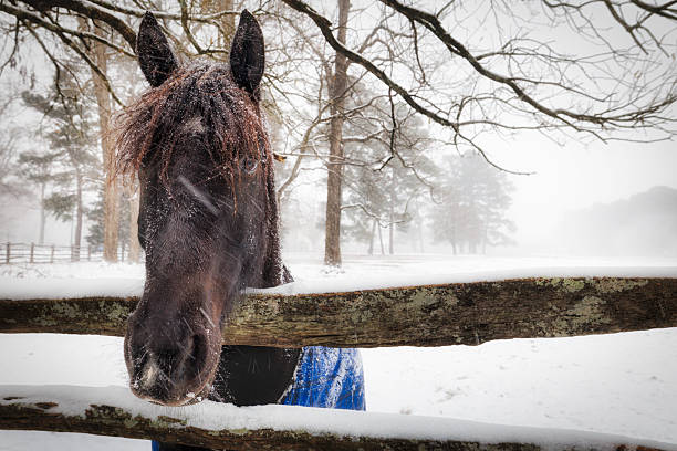 istock Horse in a Storm 2 2217520773