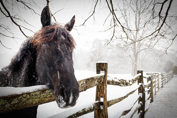 istock Horse in a Storm 2217520796