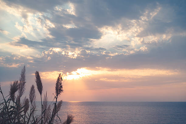Beautiful, tranquil view of the vast ocean during sunset, framed perfectly by the silhouettes of wild beach plants