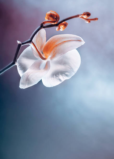 A macro image of an orchid flower with post processing to give an abstract background.