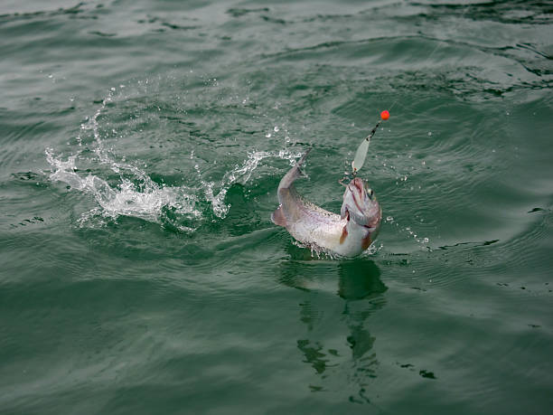 Rainbow Trout Jumping Hooked With Lure Oncorhynchus Mykiss