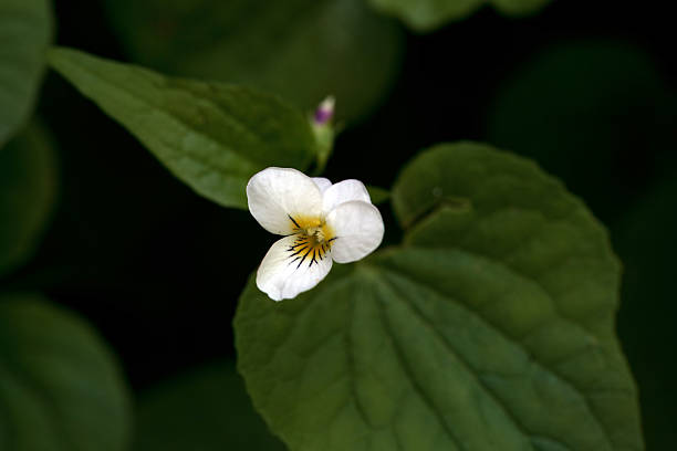 Two delicate white flowers with vibrant purple patterns at their centers. The flowers, identified as Asystasia gangetica, are nestled against deep green leaves. The lighting is soft and moody, creating a strong contrast between the bright white petals and the dark, shadowy foliage in the background.