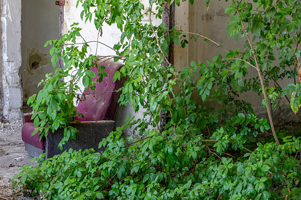 abandoned armchair inside a decaying building, partially covered by dense green vines. The scene symbolizes nature reclaiming human-made spaces.