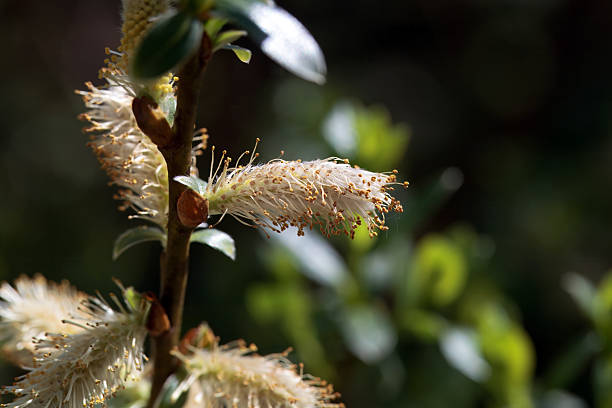 Inflorescence of a willow species Salix phylicifolia from Northern Europe.