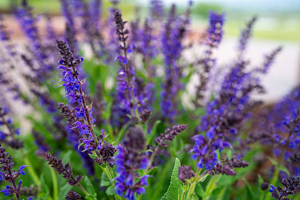 istock Colorado Wildflowers 2217527107