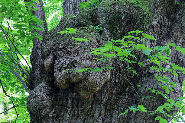 istock A massive trunk of an old tree, covered with moss and whimsical growths, creates the impression of a living face observing the surrounding world. 2217527128