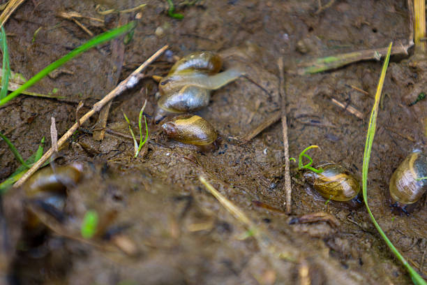 Snails slowly move across wet ground, surrounded by green stems and small debris. This scene showcases life near a body of water, highlighting small details and the interaction of organisms with the natural environment.