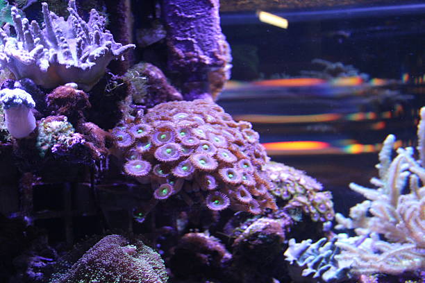 istock Coral reef aquarium tank photo 2217527274