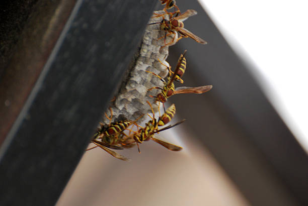 A side profile view of several paper wasps working on their nest beneath a chair. The textured nest and wasp markings are sharply captured, perfect for educational or scientific uses. Keywords: wasps, nest, macro insect, under chair, nature photography, pest control, wasp behavior, backyard wildlife, close-up bug photo.