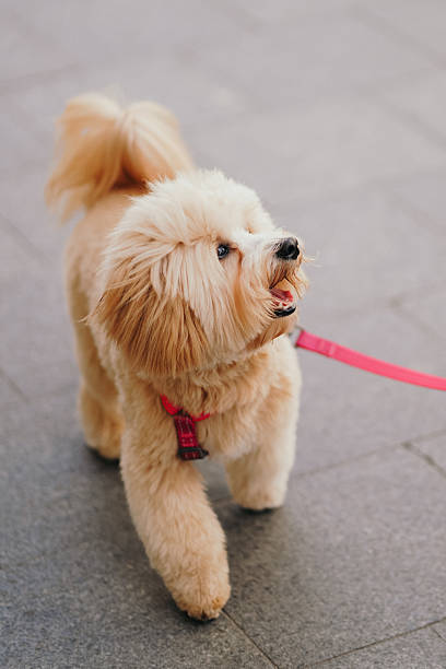 istock Cute, cheerful, ginger Cavapoo or Cockapoo running barking down the street. A hybrid breed of Cocker Spaniel and Poodle. 2217528983