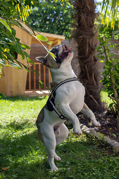 istock French bulkdog sticking its tongue out while up on its two back legs 2217529233