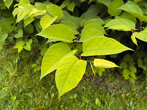 Japanese Knotweed
