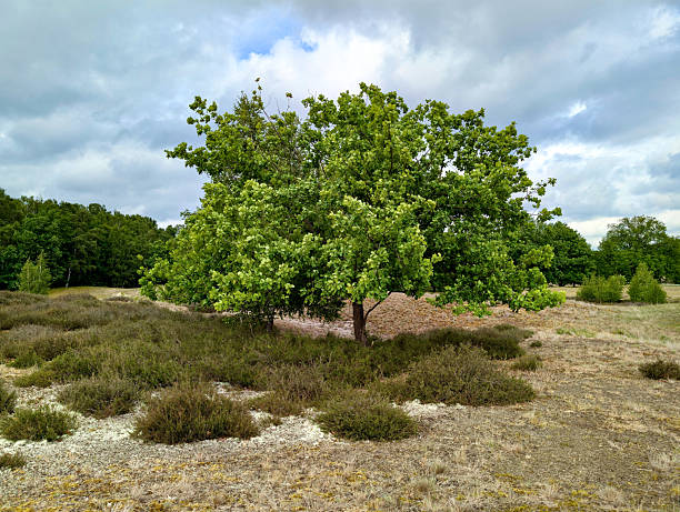 English oak in an open heath area with dry sandy soil