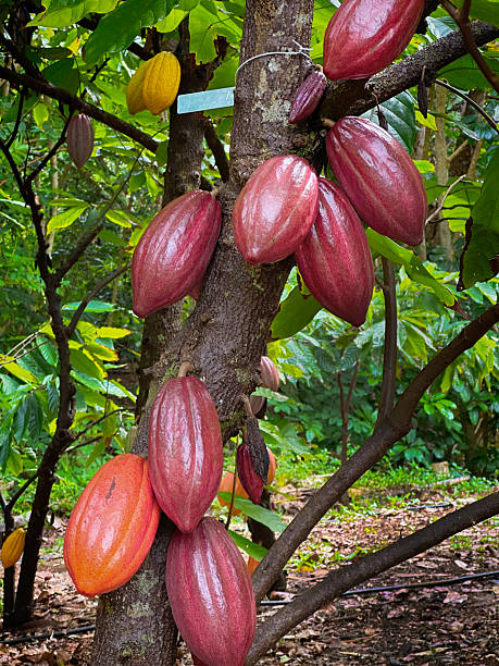 The cacao fruit growing in a farm for the production of Chocolate.