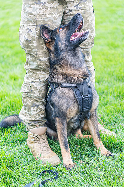 German Shepherd police dog in active service, sitting on a grassy field with its handler wearing camouflage pants and boots, under natural daylight