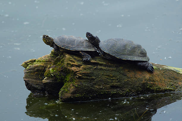 istock A female and male pond turtle, Emys orbicularis. 2217534712
