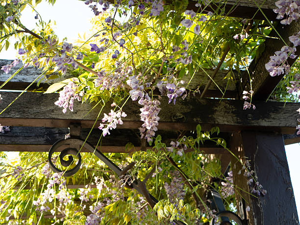 istock Hanging flowers on wooden pergola 2217535879