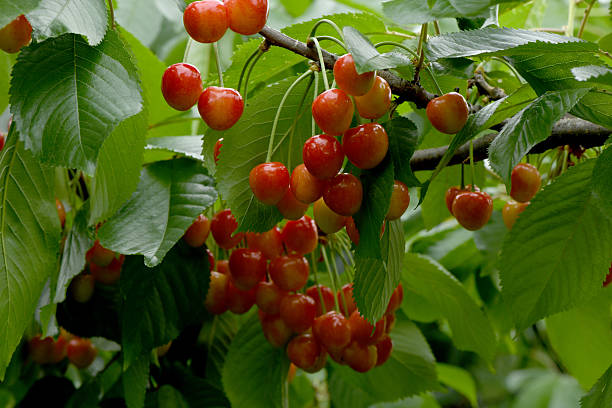 istock Ripe pink cherries hanging from cherry tree branch. Harvest sweet cherries on tree. 2217536899