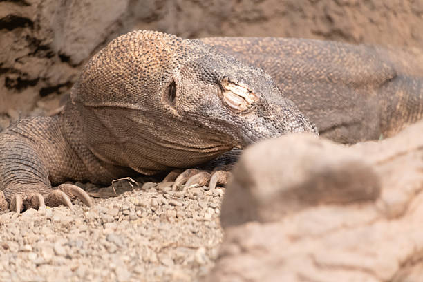 closeup of the face of a black throated monitor, big tropical lizard from Africa