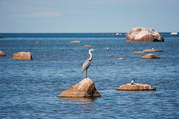 istock Grey Heron Standing on Coastal Rock in the Baltic Sea 2217538943
