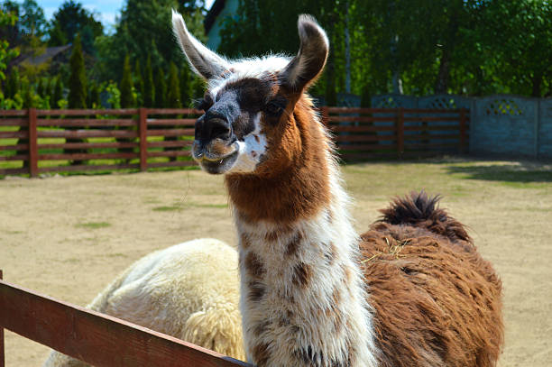 istock White llama portrait in farm enclosure showing curious expression and fluffy wool coat 2217540741