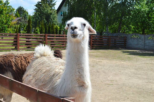 istock White llama portrait in farm enclosure showing curious expression and fluffy wool coat 2217540767