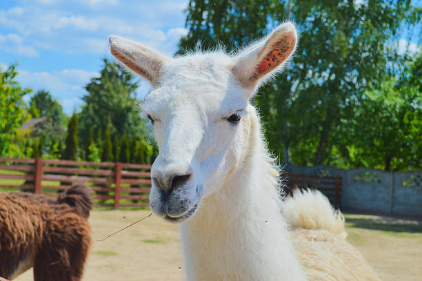 White alpaca