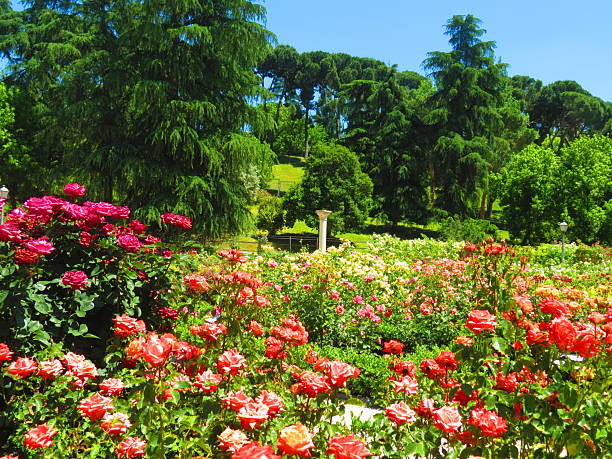 istock Colored roses at La Rosaleda in Madrid. 2217541002