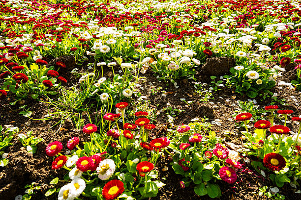 A flower bed of daises and other flowers in Abington Park, Northampton England, by Julius Umogbai