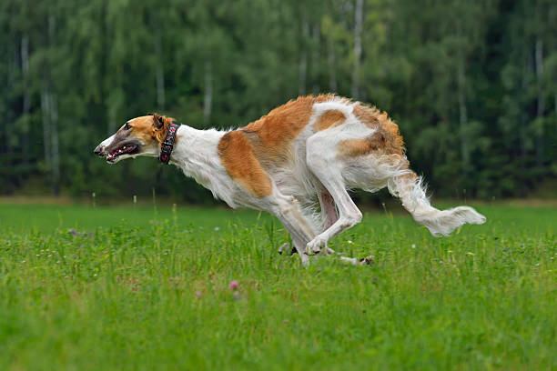 Russian hound dogs during the winter hunting.