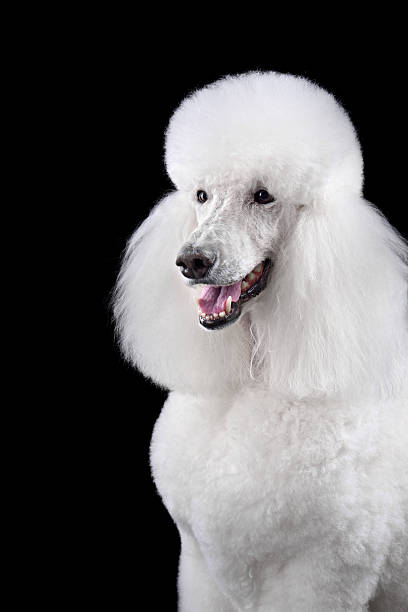 istock Portrait of beautiful white standard poodle 2217542104